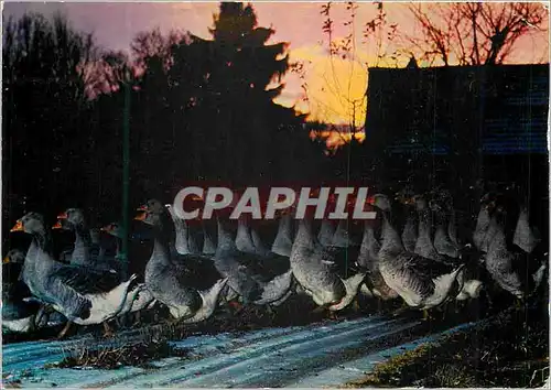 Cartes postales moderne En Perigord l'Elevage des Oies