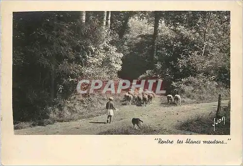 Cartes postales moderne La Douce France Rentre tes Blancs Moutons