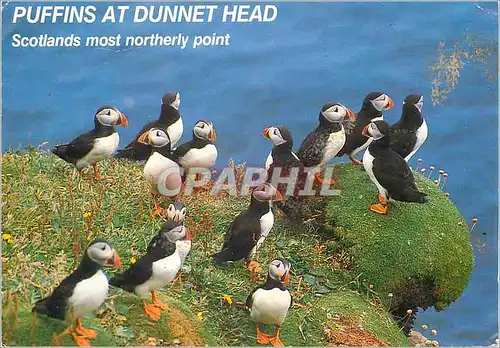 Cartes postales moderne Scotlands most Northerly Point Puffins at Dunnet Head