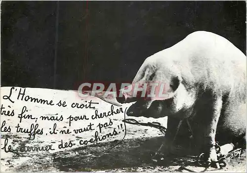 Cartes postales moderne Cochons du Perigord Porc