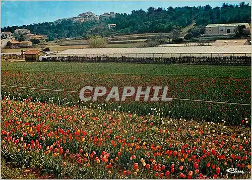 Cartes postales moderne Carqueiranne (Var) les Cultures Florales Champs de Tulipes