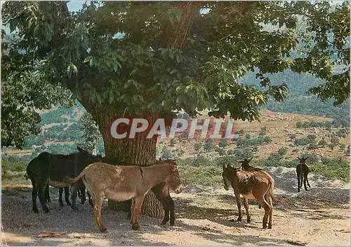 Moderne Karte Corse Ile de Beaute la Pause sous le Chataignier Ane Donkey