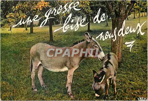 Cartes postales moderne Une Grosse Bise de nous Deux Ane Donkey