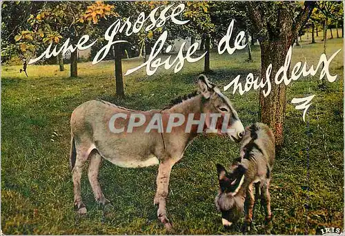 Moderne Karte Une Grosse Bise de nous Deux Ane Donkey