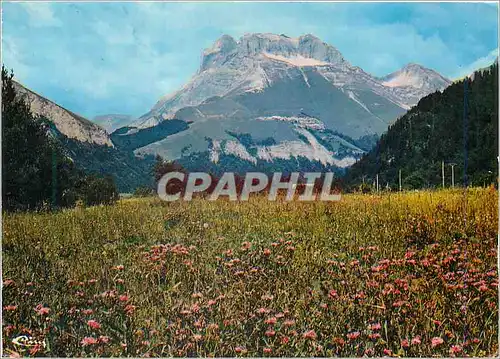 Cartes postales moderne Lus la Croix Haute (Drome) alt 1050m Fleurs de Montagne devant le Grand Ferrand