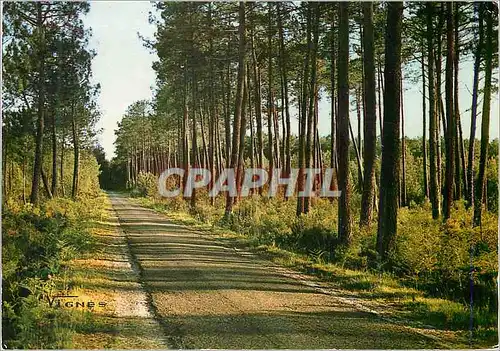 Moderne Karte Visage des Landes Route en Foret ce Temple Parfume ou la Lumiere pose des Vitraux de Ciel Bleu e