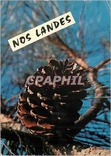 Cartes postales moderne Visages des Landes Pomme de Pin  au Dos des grands Pins Verts Posant ses Teintes Chaudes