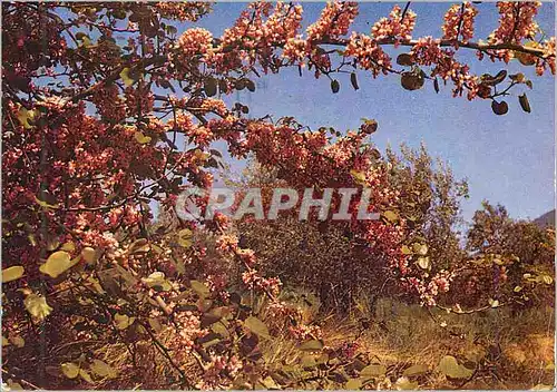 Cartes postales moderne Drome l'Arbre de Judee et l'Olivier dans le Nyonsais Couleurs de Provence