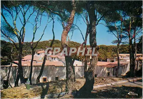 Cartes postales moderne Six Fours le Brusc (Var) Centre de Vacances du Brusc Groupe de Bungalows sous la Pinede