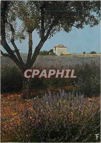 Cartes postales moderne Occitanie Culture de Lavande en Provence