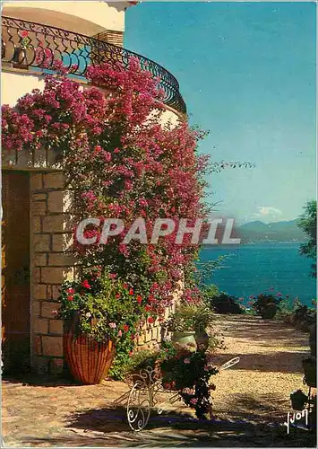 Cartes postales moderne Les Bougainville en Fleur La Cot d'Azur Miracle de la Nature Couleurs et Lumiere de France