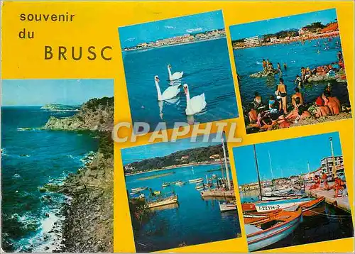 Cartes postales moderne Souvenir du Brusc