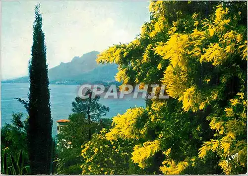 Cartes postales moderne Printemps sur la Cote d'Azur Cote d'Azur Miracle de la Nature Couleurs et Lumiere de France Les