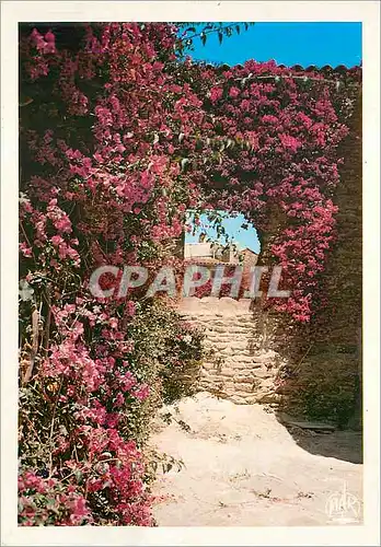 Cartes postales moderne Bormes les Mimosas (Var) La Cote d'Azur