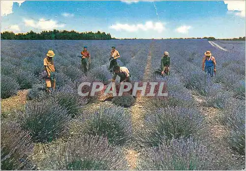 Cartes postales moderne Le Beau Ciel de Provence Coupeurs de Lavande