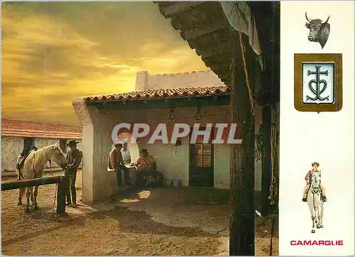 Cartes postales moderne Lumiere et Couleurs de la Camargue Type de Ranch Camarguais Taureau Folklore