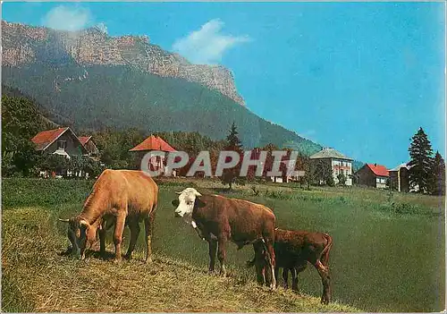 Cartes postales moderne Saint Bernard du Touvet (Isere) Alt 890 m Vaches