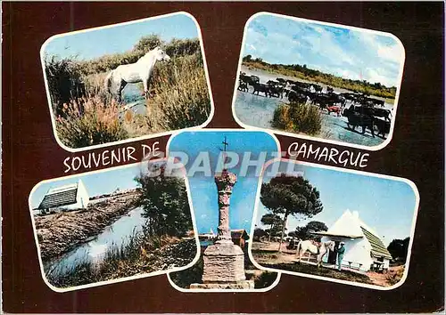 Cartes postales moderne La Camargue (B du Rh) Souvenir d'une Promenade Chevaux Taureaux