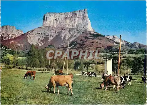Cartes postales moderne Alpes et Dauphine Le Mont Aiguille (2097 m) Vaches