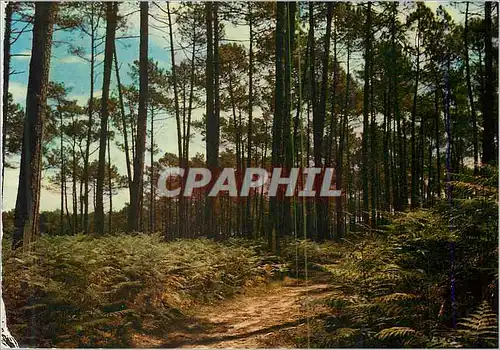 Cartes postales moderne Sentier Muletier J'ai souvenir de vous que faut il pour vous plaire Sino la larme d'or de tout P