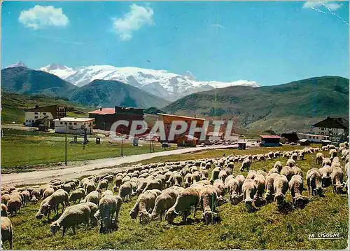 Moderne Karte Alpe d'Huez (Isere) les Transhumants la Meije le Rateau le Glacier du Mont de Lans Moutons