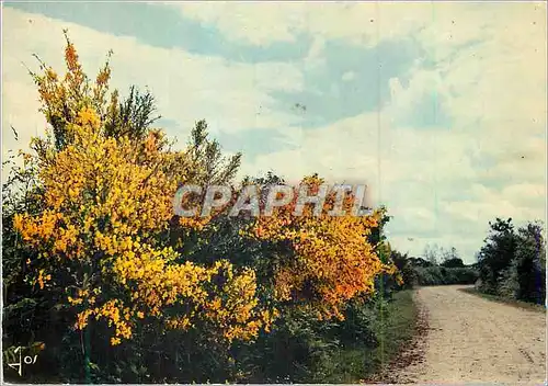 Cartes postales moderne Route de Bretagne la Bretagne en Couleurs
