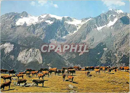 Cartes postales moderne Dome de Monetier (3406m) et les Agneux (3663m) le Brianconnais Vaches