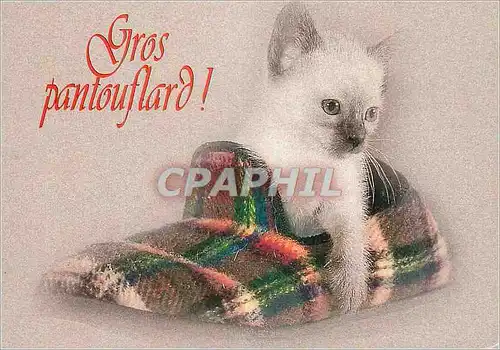 Cartes postales moderne Gros Pantouflard Collection As de Pique Chat