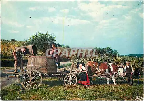 Moderne Karte L'Alsace Pittoresque Vendanges Attelage Vache Folklore