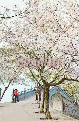 Cartes postales moderne Beside Changchun (Everlasting Spring) Bridge Cherry Blossoms