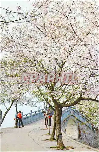 Moderne Karte Beside Changchun (Everlasting Spring) Bridge Cherry Blossoms