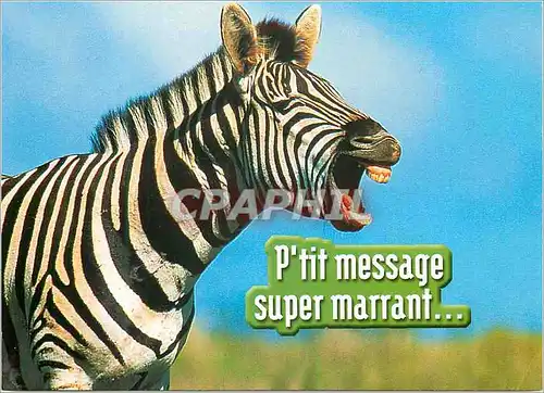 Cartes postales moderne P'tit Message super Marrant Zebre