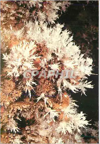 Cartes postales moderne Grotte de Clamouse les Fistuleuses sonr des Grandes et tres Longues Stalagtites fines