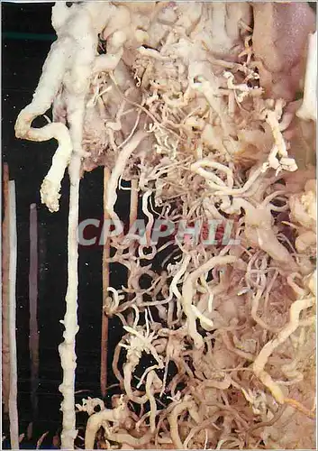 Cartes postales moderne Grotte de Clamouse Pendant une Heure sans Fatigue et sans Danger