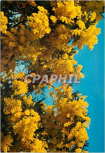 Cartes postales moderne La Cote d'Azur French Riviera Mimosas