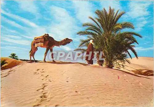 Cartes postales moderne Sud Tunisien Le Desert