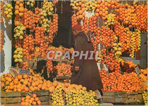 Cartes postales moderne Tunisie Hammamet Oranges et Citrons