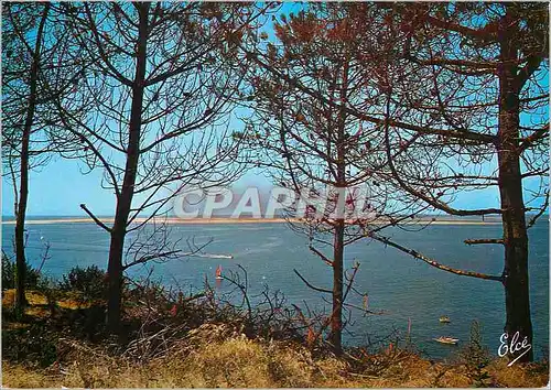 Cartes postales moderne Bassin d'Arcachon (Gironde) Une Jolie vue a Travers les Pins Au fond le Banc d'Arguin