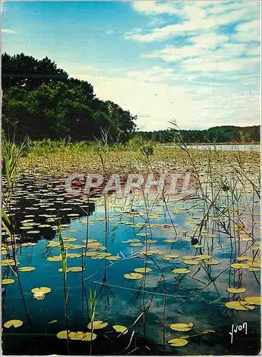 Moderne Karte Les Landes Couleurs et Lumieres de France Nenuphars sur un Lac Landais