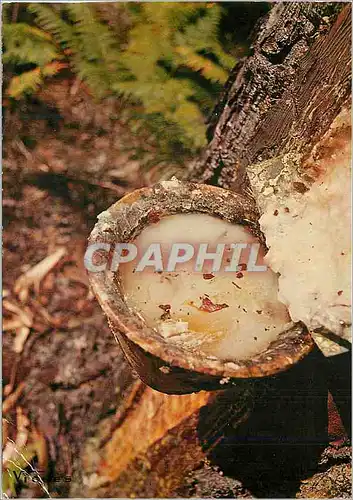 Cartes postales moderne Visage des Landes Gros plan du Port de Resine Blesse au Flanc