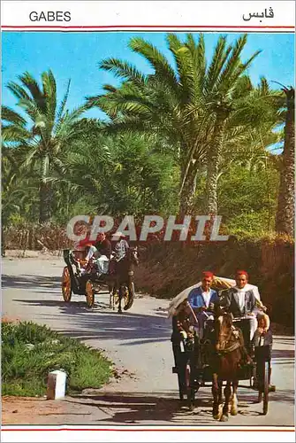 Cartes postales moderne Gabes Promenade a travers l'Oasis Chevaux