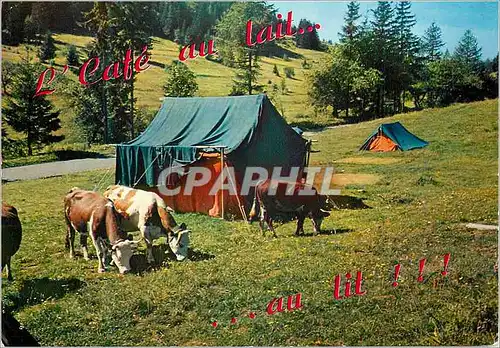 Cartes postales moderne L'Ete dans nos Montagnes Le Vrai Camping Vaches