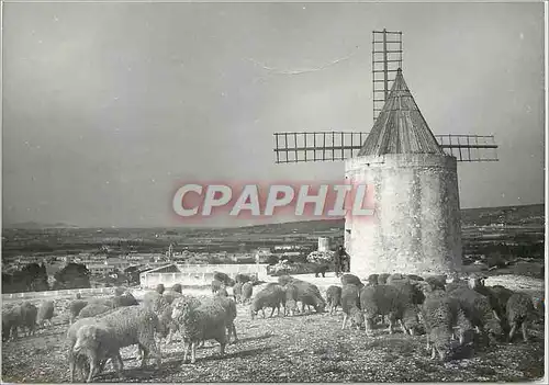 Cartes postales moderne Fontvieille Le Moulin de A Maudets Les Belles Images de Provence Moutons
