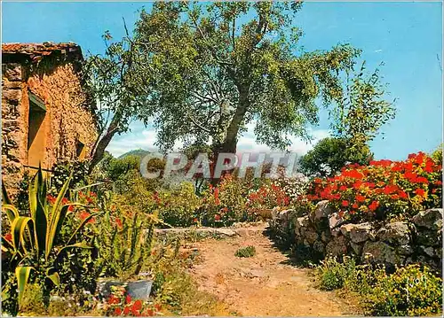 Cartes postales moderne Paysage Provencal La Cote d'Azur Couleurs et Lumiere de France
