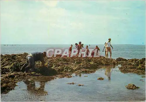 Cartes postales moderne Le Cotentin Pittoresque Ramassage des Lichens et Peche a Maree Basse