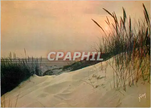 Cartes postales moderne Berck Plage (Pas de Calais) Couleurs et Lumiere de France Coucher de Soleil dans les Dunes