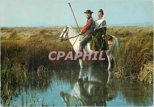Cartes postales moderne En Camargue avec les Gardians sur les Bords du Vaccares Cheval Folklore