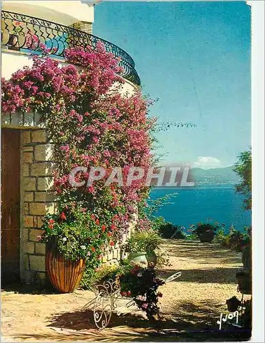 Cartes postales moderne La Cote d'Azur Les Bougainvillees en fleur Couleurs et Lumiere de France