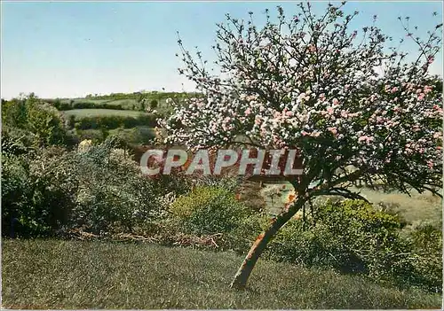 Cartes postales moderne La Normandie Pittoresque Dans le Vallon