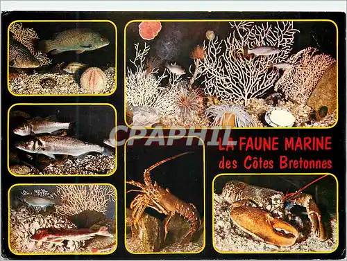 Cartes postales moderne Couleurs de Bretagne Poissons et Crustaces de nos Cotes Vieille Bar